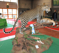 leopardo